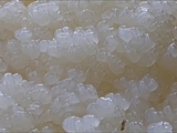 Stäublings-Schleimpilz (Enteridium lycoperdon) Plasmodium weiß  zu 10 cm
